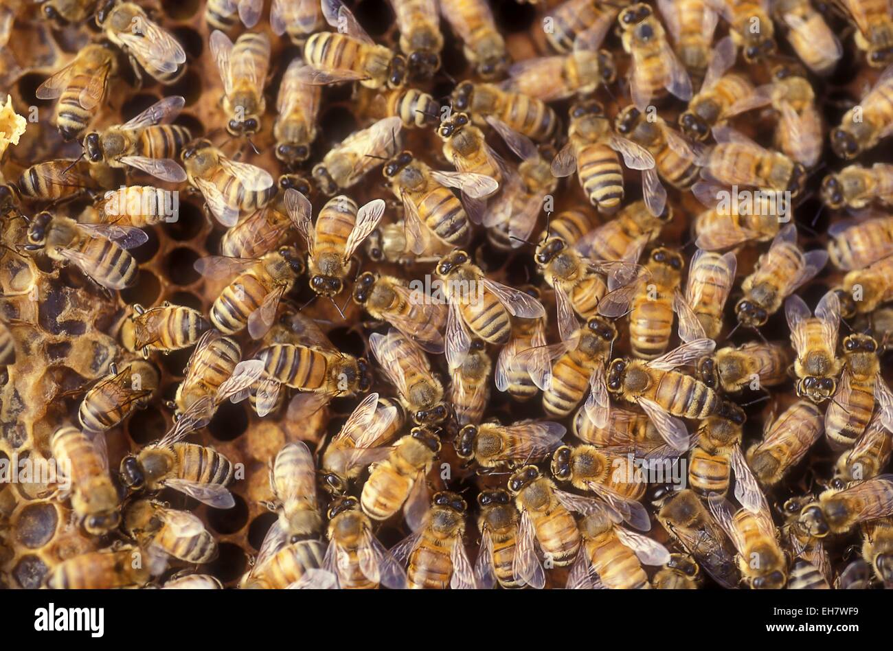 Worker bees on a honeycomb Stock Photo