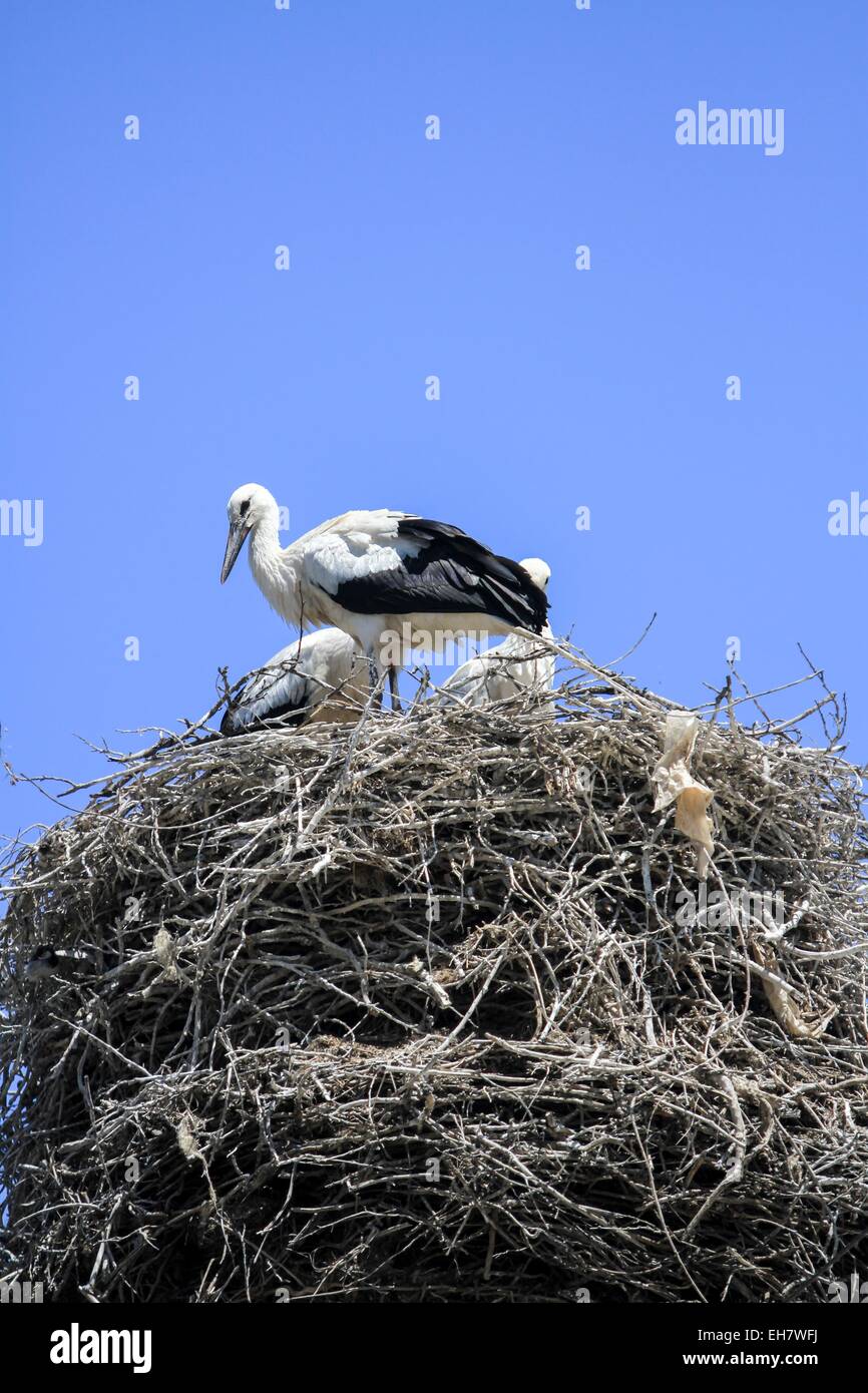 storks nesting Stock Photo