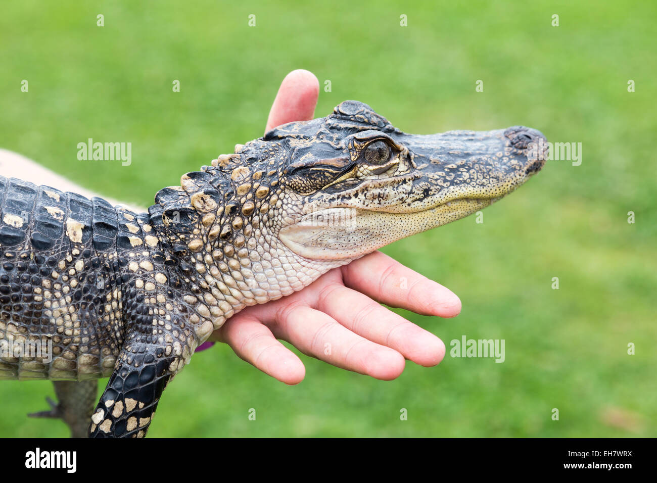 American alligator Stock Photo
