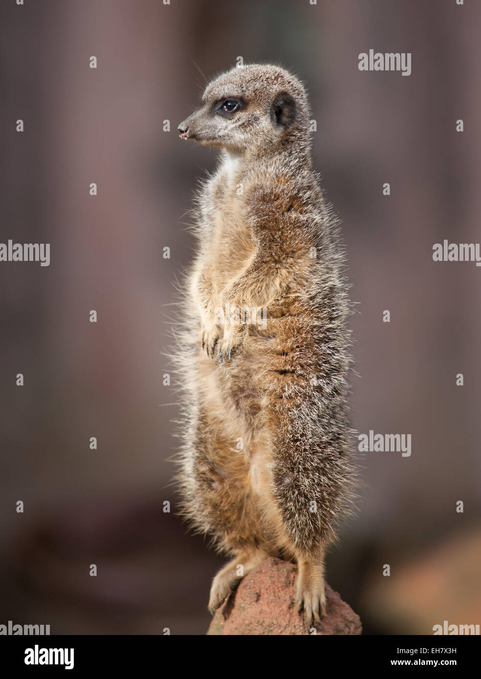 Animal life in Africa: watchful meercat or suricate Stock Photo
