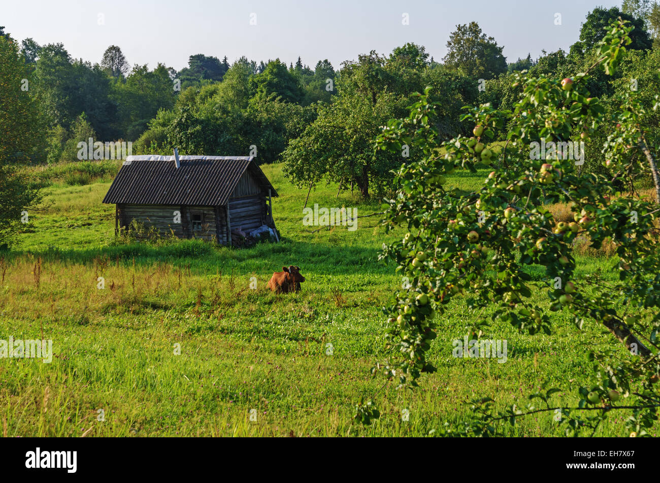 Brown cow on a meadow in the village Stock Photo - Alamy
