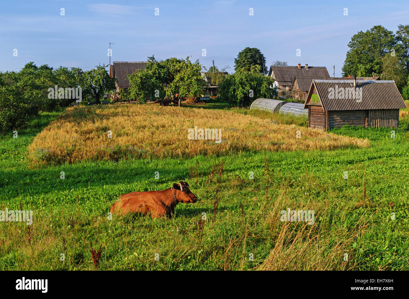 Brown cow on a meadow in the village Stock Photo - Alamy
