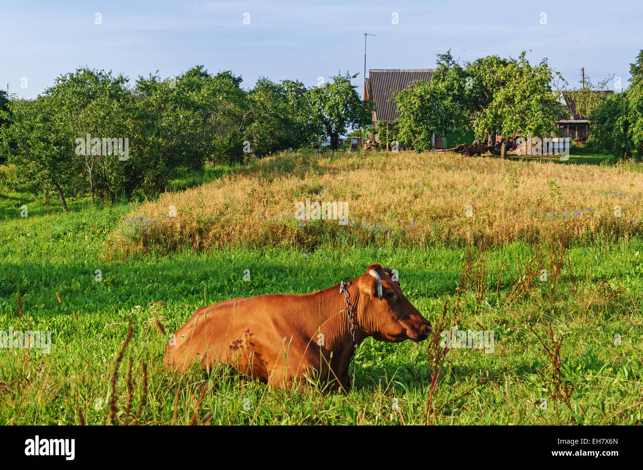 Brown cow on a meadow in the village Stock Photo - Alamy
