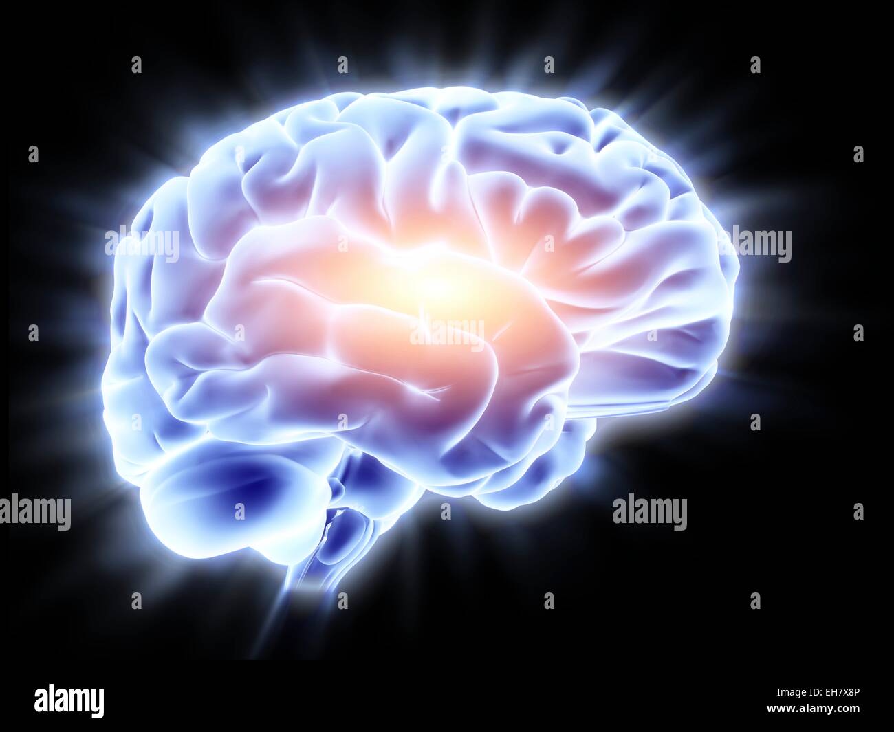 Human brain 3d model hi-res stock photography and images - Alamy