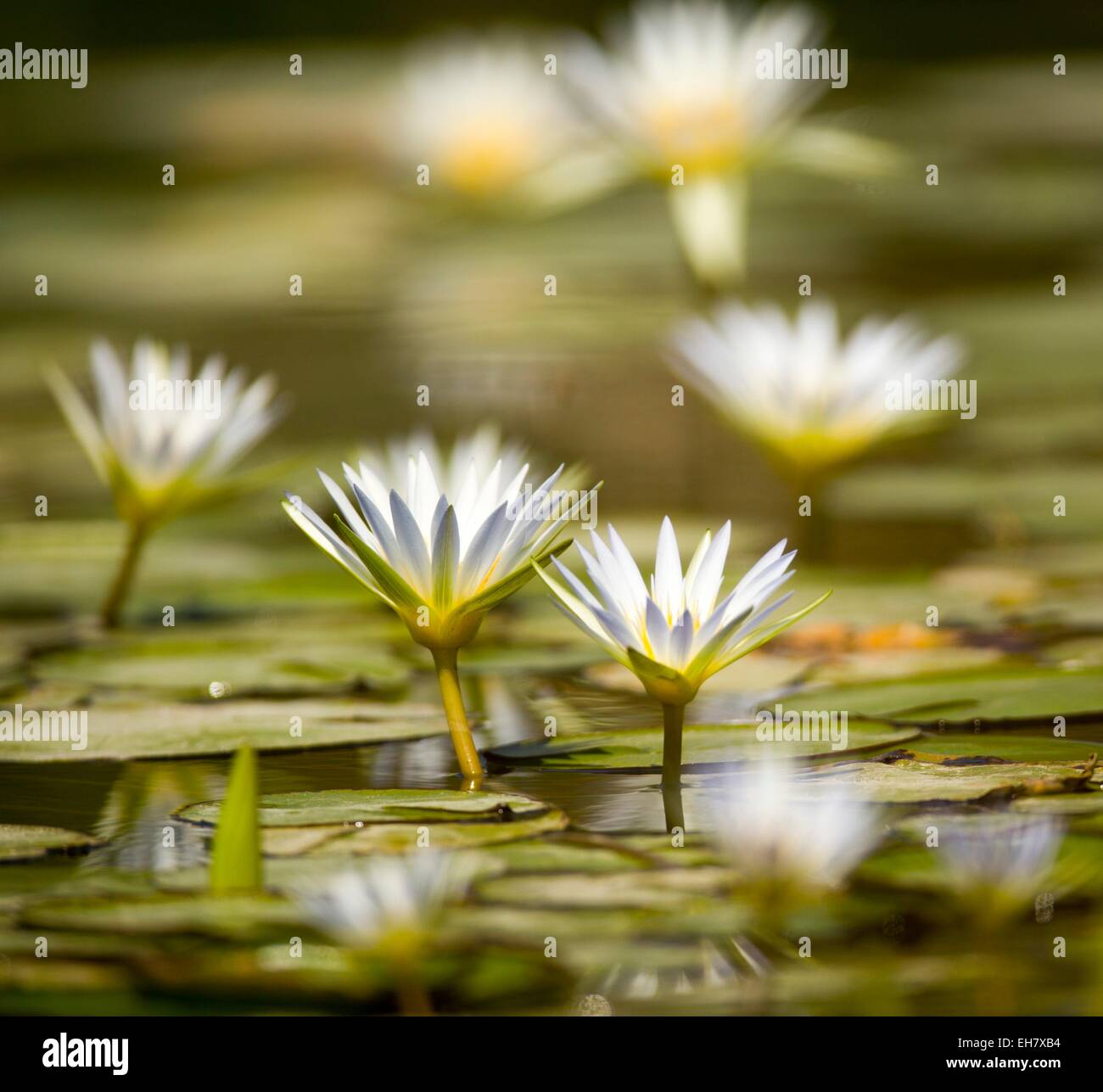 blue Egyptian lotus (Nymphaea caerulea Stock Photo Alamy