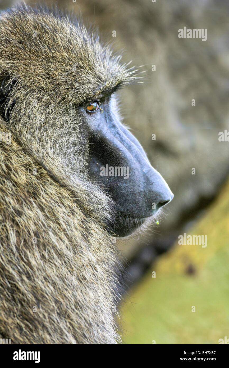 Olive baboon (Papio anubis) Stock Photo