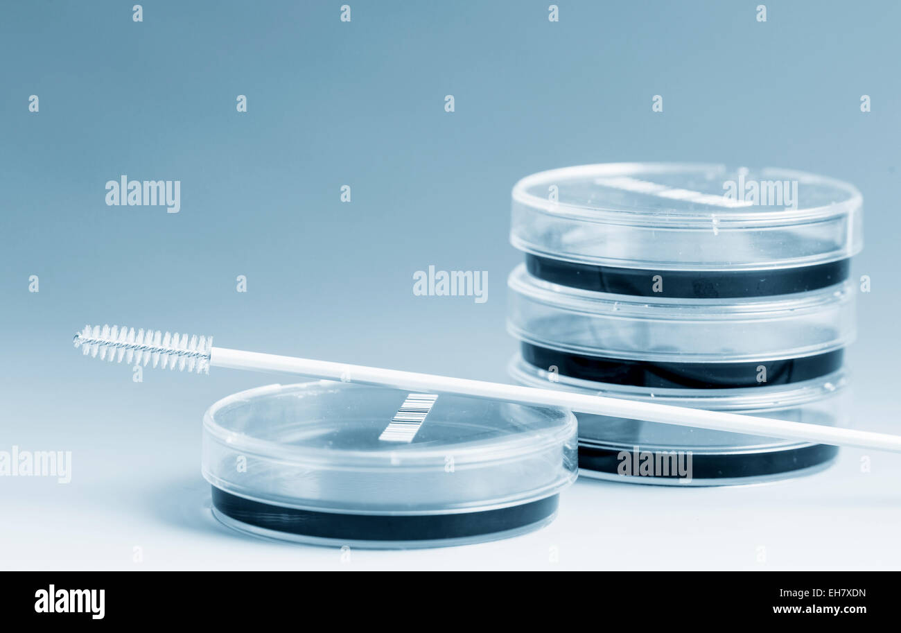Petri dishes and cell sampling brush Stock Photo Alamy