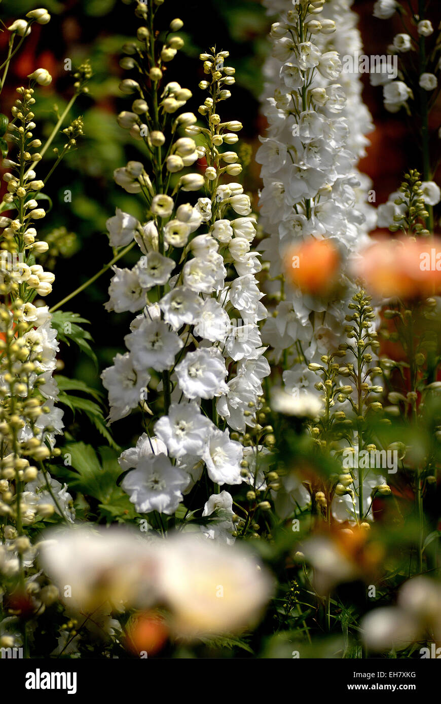 White Delphiniums at the Alnwick Garden Stock Photo