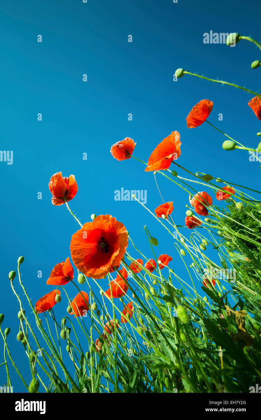 Poppies against a clear blue sky Stock Photo - Alamy