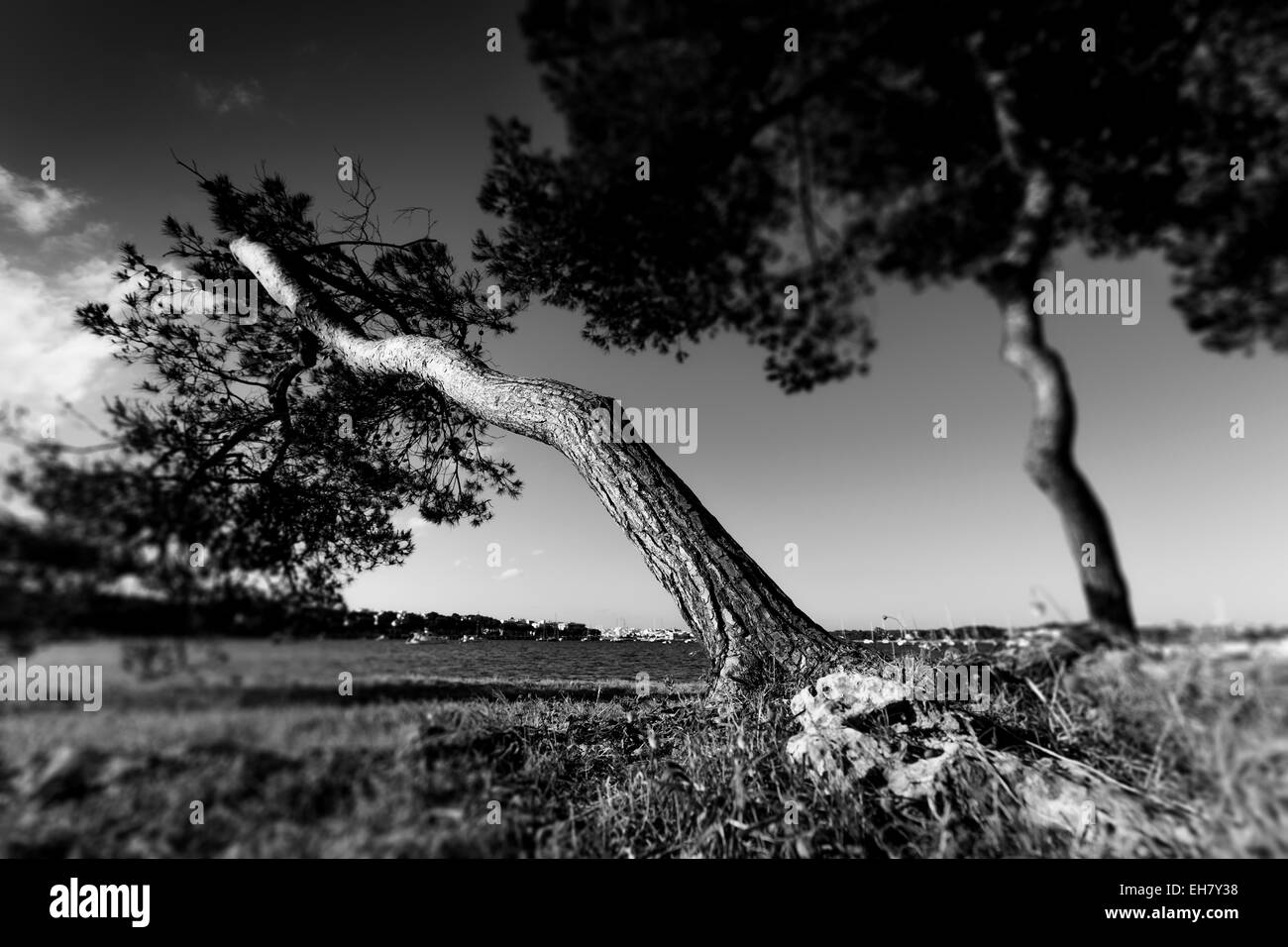 Pine tree scene Black and White Stock Photos & Images - Alamy