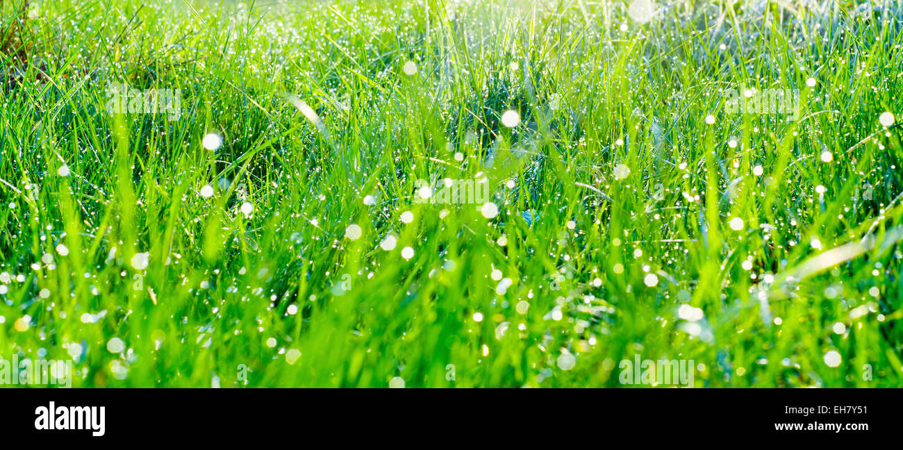 Dew drops on fresh grass Stock Photo - Alamy