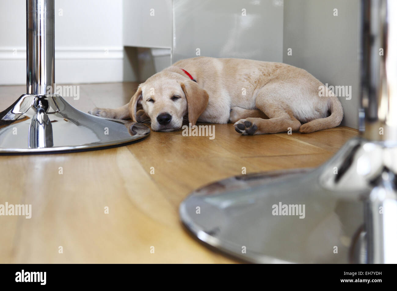 Yellow Labrador Retriever puppy aged 9 weeks old sleeping after exploring new home Stock Photo