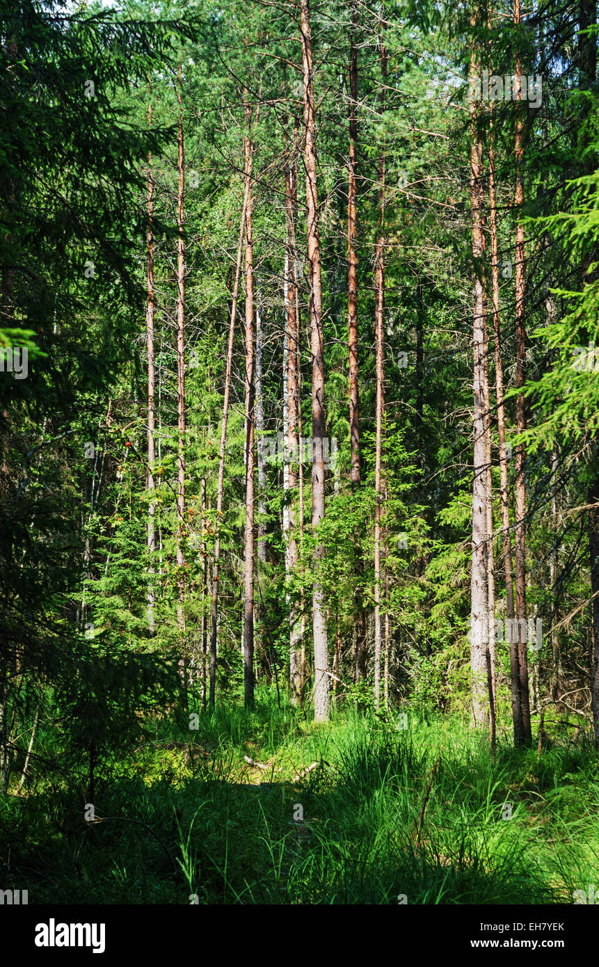 Sunlight pine and fir-tree forest landscape Stock Photo - Alamy