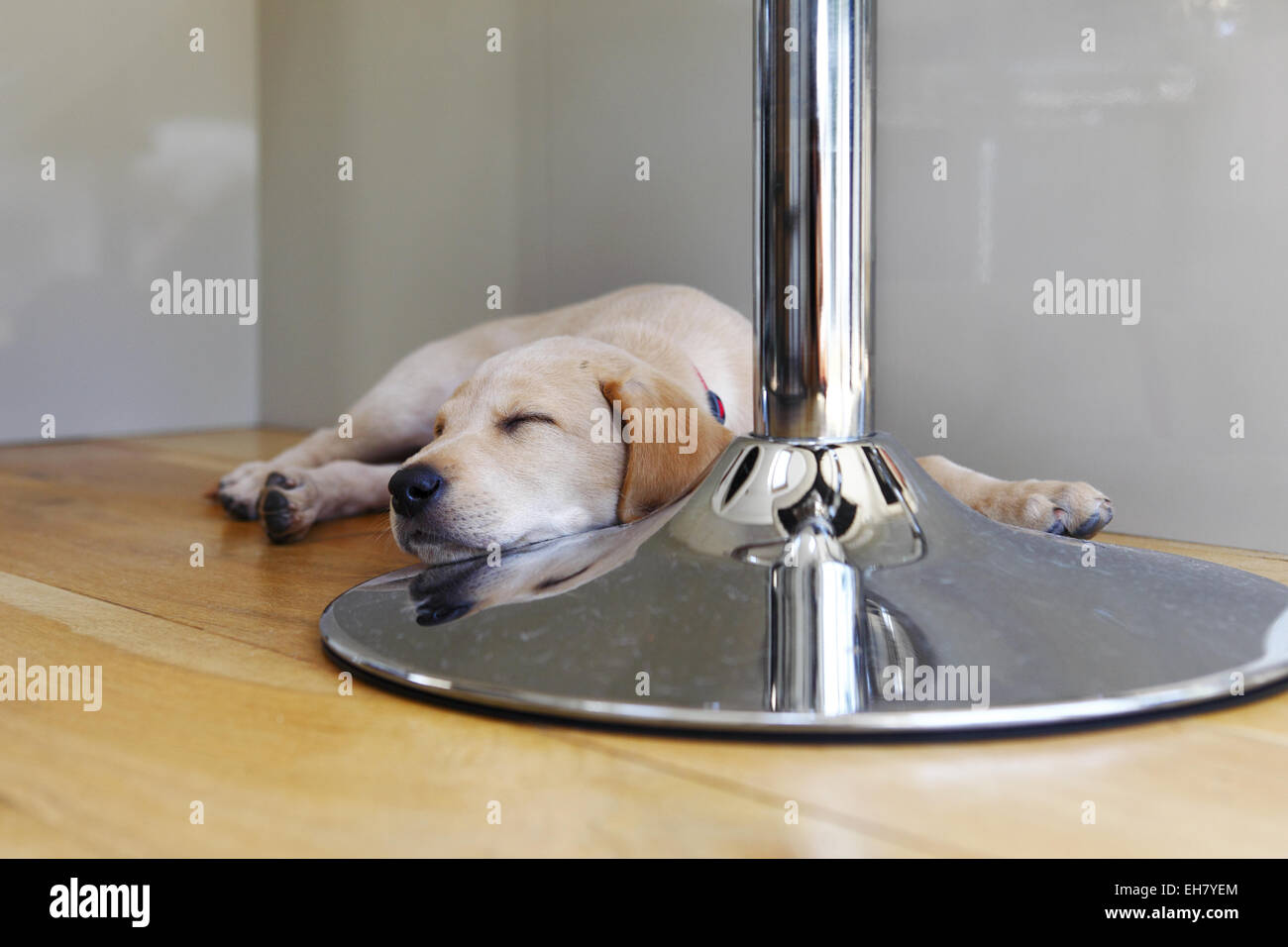 Yellow Labrador Retriever puppy aged 9 weeks old resting after exploring new home Stock Photo