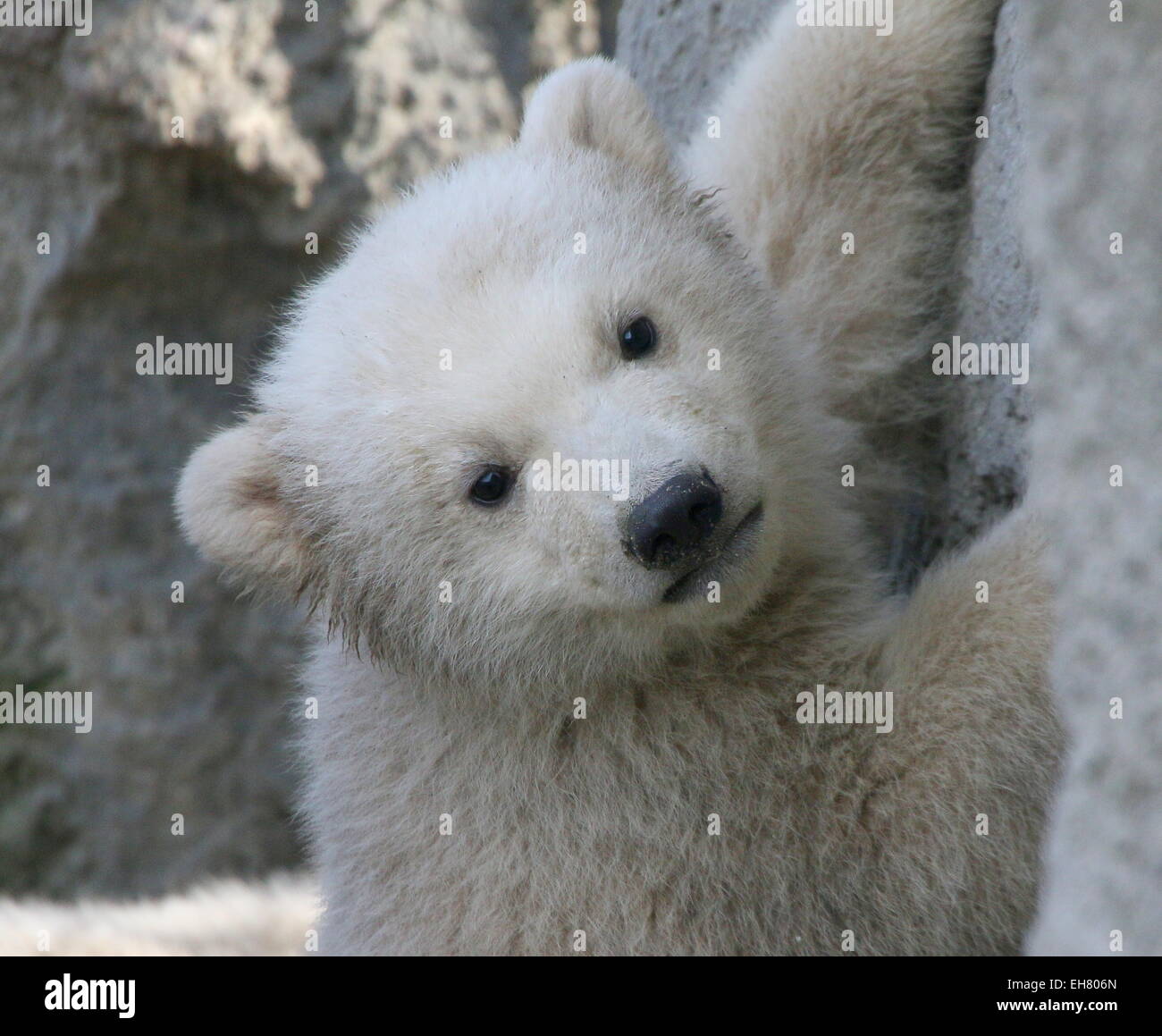 Close-up of the face of a cute Polar bear cub (Ursus maritimus), three