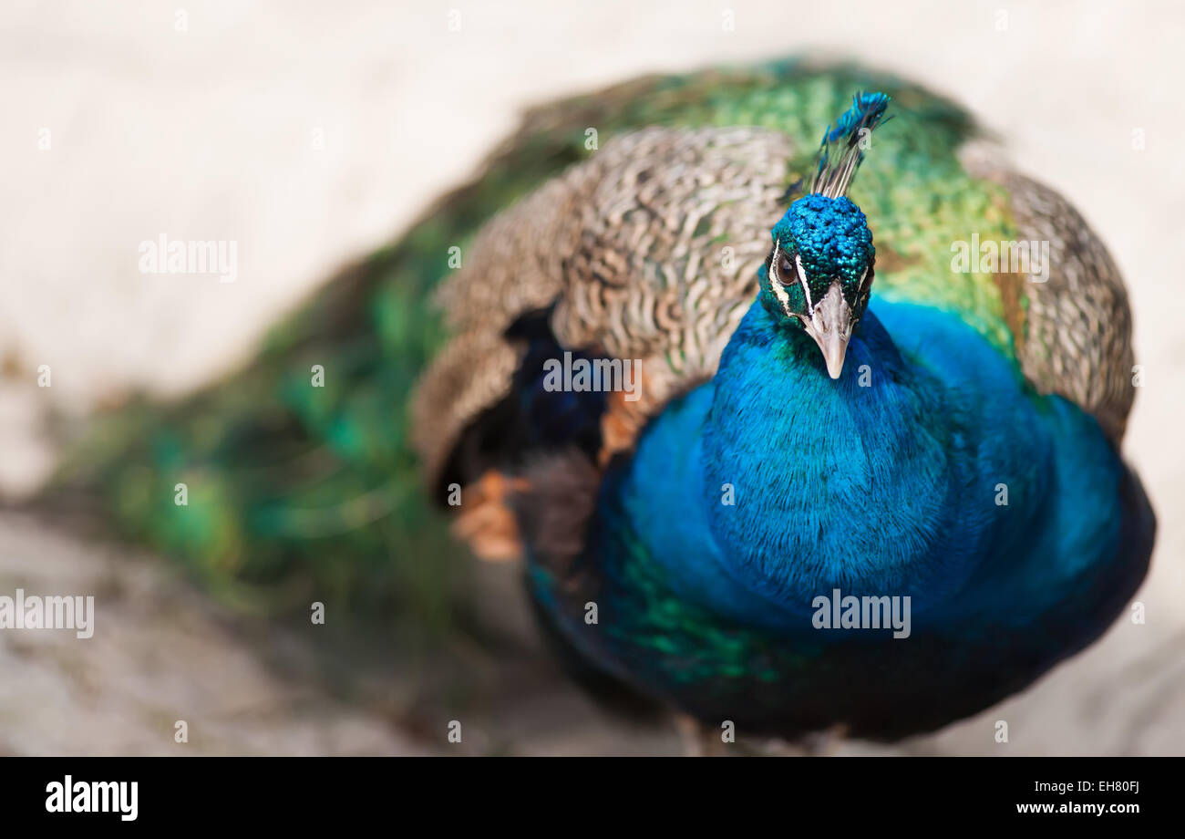 Bird of Juno or peafowl. Animal life of Asia Stock Photo