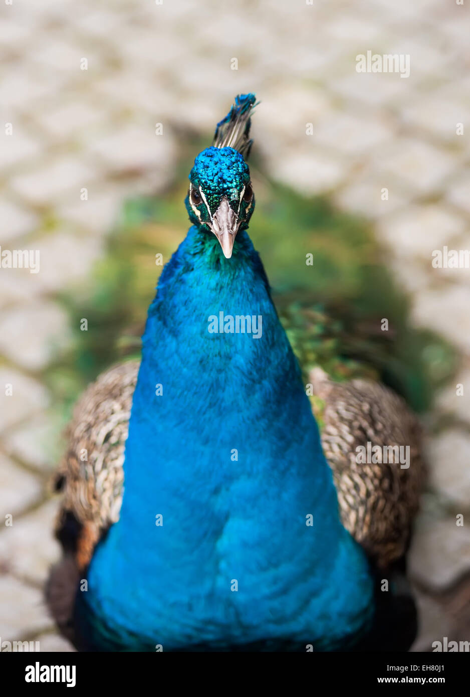Peafowl or peacock: Bird of Juno. Animal life of Asia Stock Photo