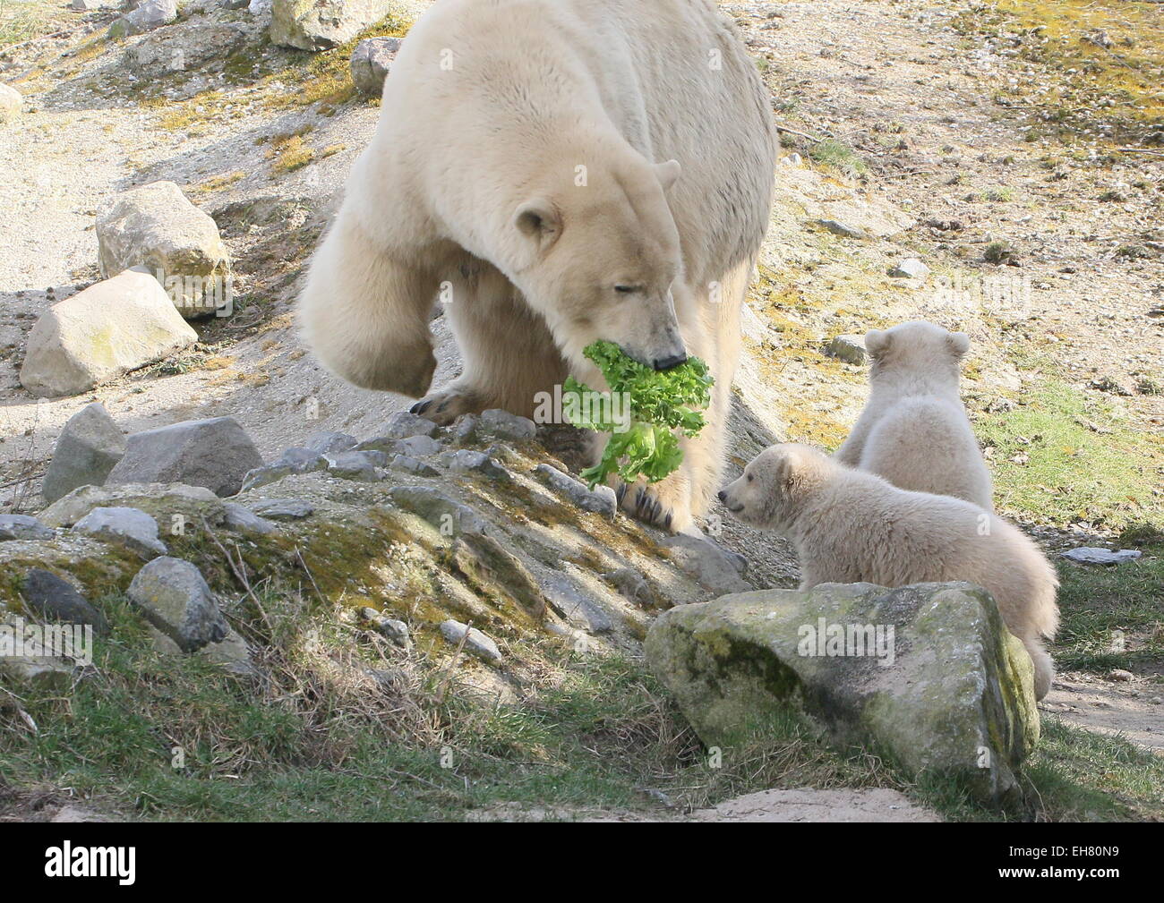 Polar bear cubs playing with mother hi-res stock photography and images ...