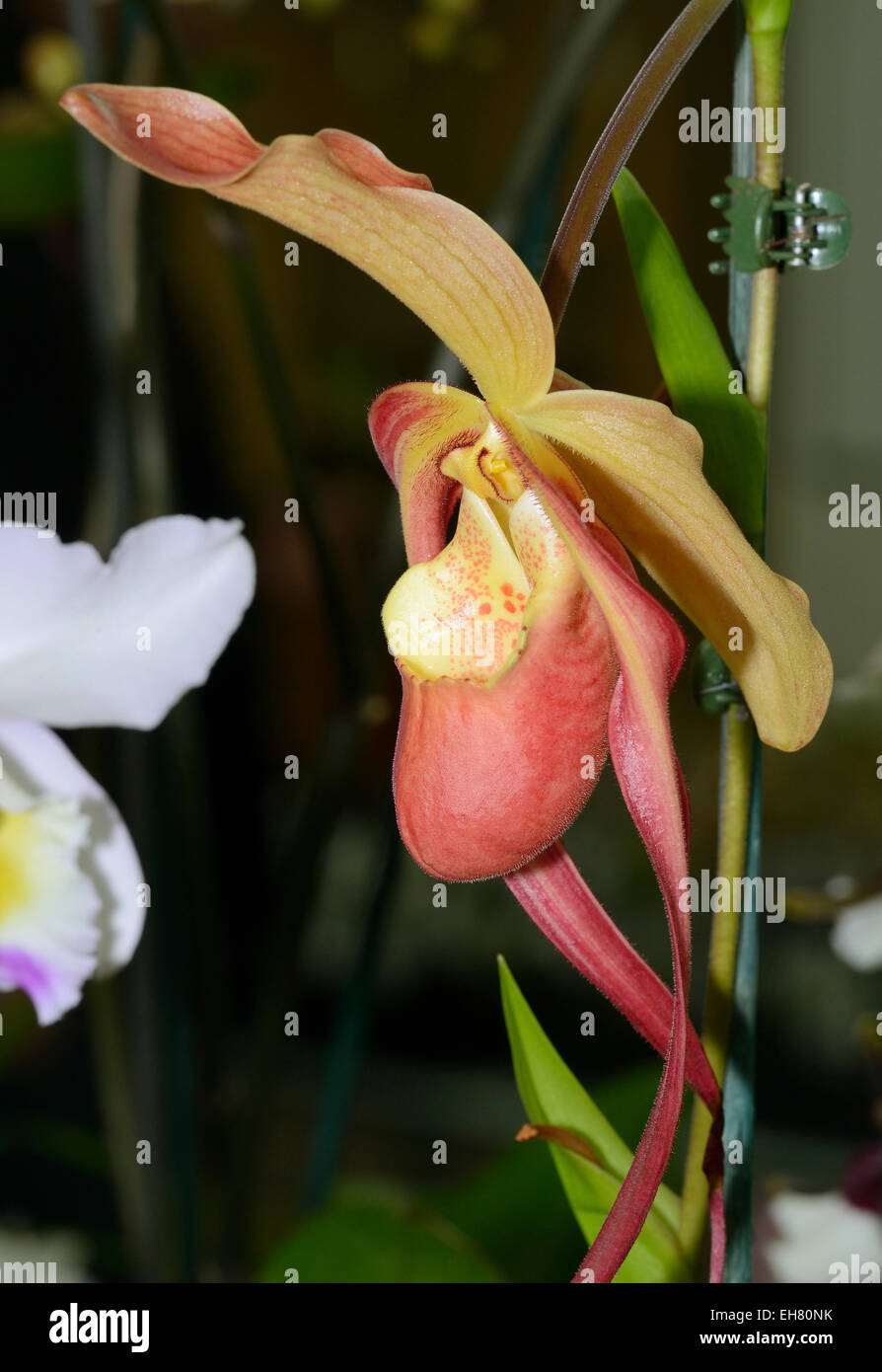 Paphiopedilum caudatum x sedenii Hybrid Slipper Orchid Stock Photo