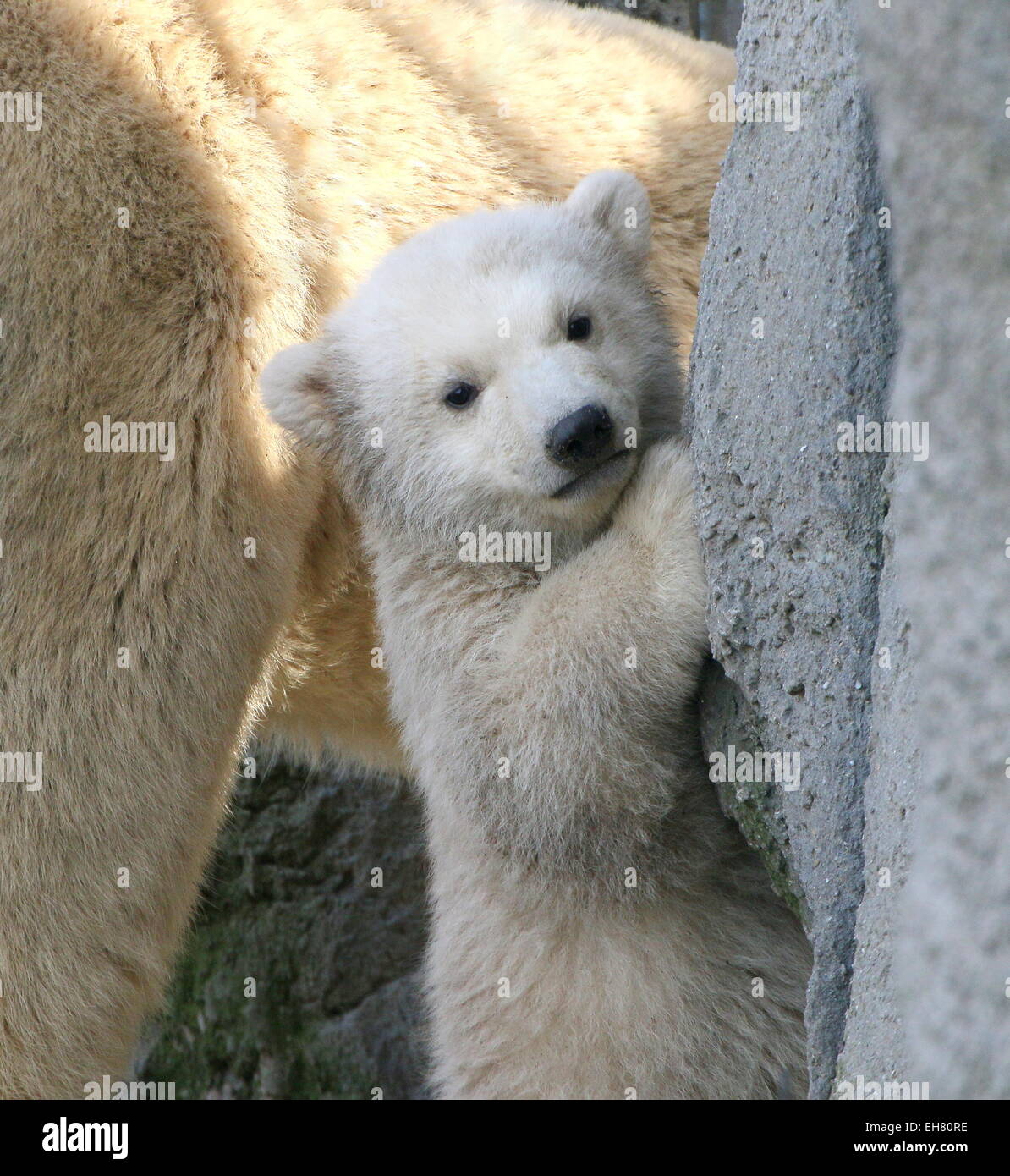 Cute Polar bear cub (Ursus maritimus), three months old Stock Photo