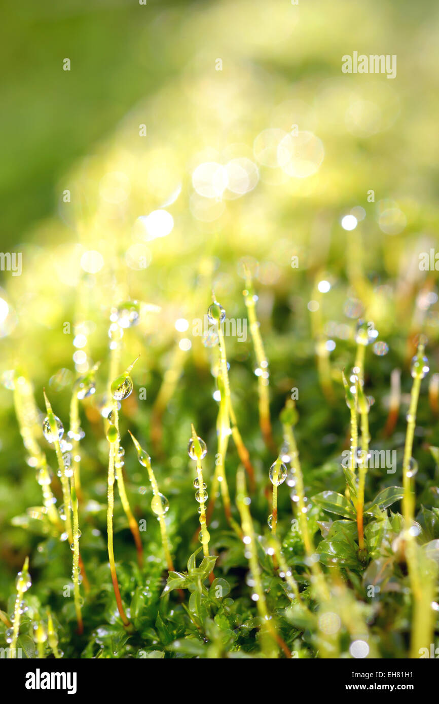 drops of dew on a grass in morning time Stock Photo - Alamy