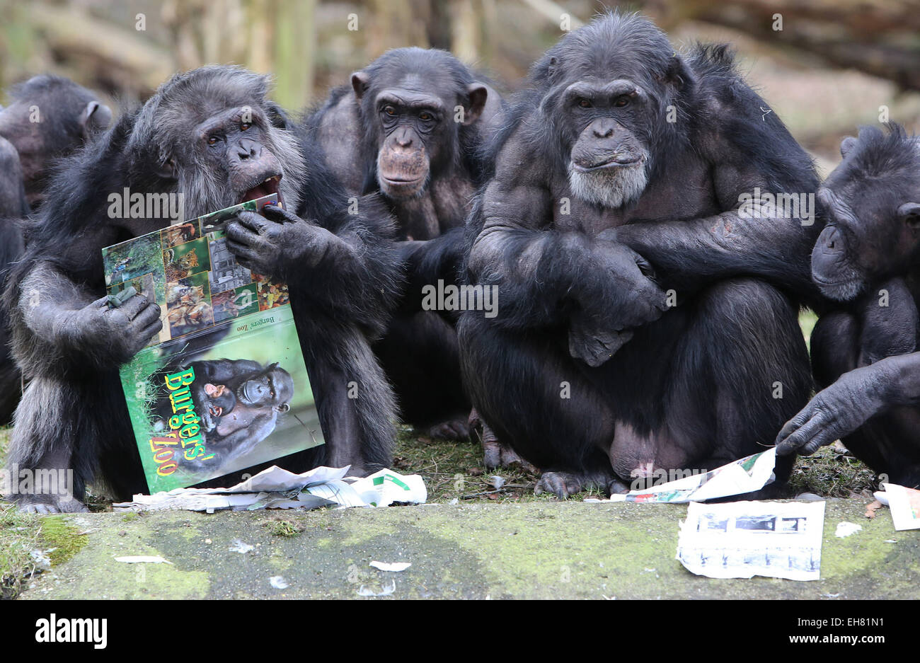 With their nose in the books, the chimpanzees of Burgers' Zoo in Arnhem, Netherlands started Friday 6-3-2015 their own book feast. The reading material with many pictures were literally devoured. The main reason was that the zoo keepers of the Arnhem zoo put honey with seeds among the pages. With visible pleasure the apes took their tongue over the images of themselves and their fellow animals in the large bestiary book of Burgers' Zoo. The zoo presented the books to the apes because of the Dutch Book Week, which starts Saturday officially. In addition, the provision of food on a diverse way o Stock Photo