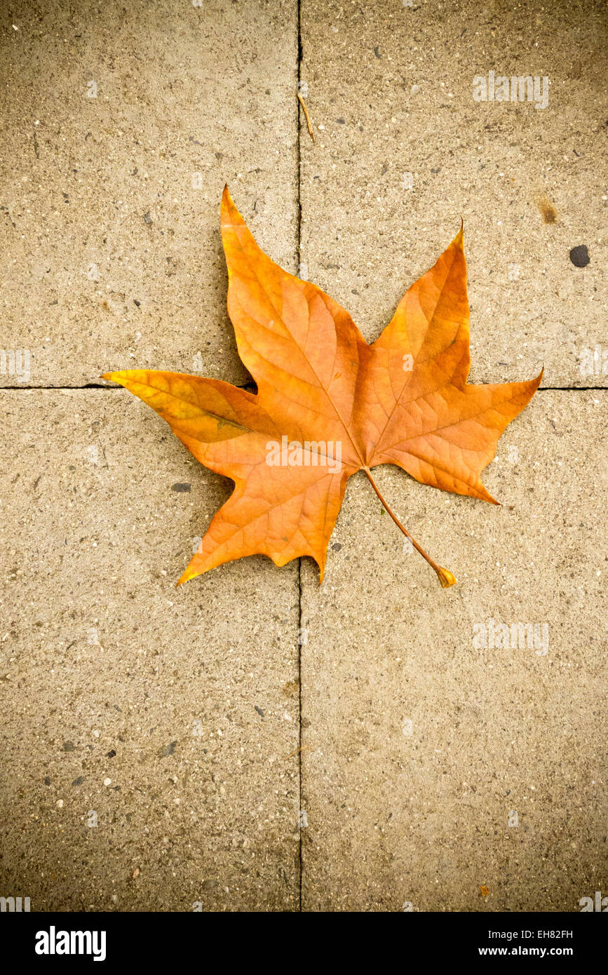 dry maple leaf on ground Stock Photo Alamy