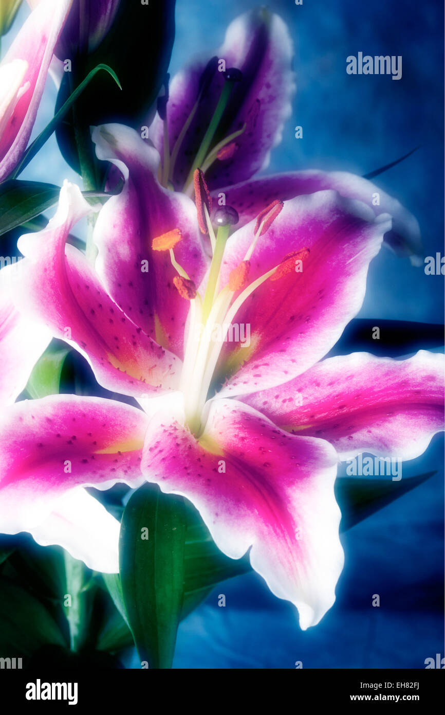 Lily flowers and nature hi-res stock photography and images - Alamy