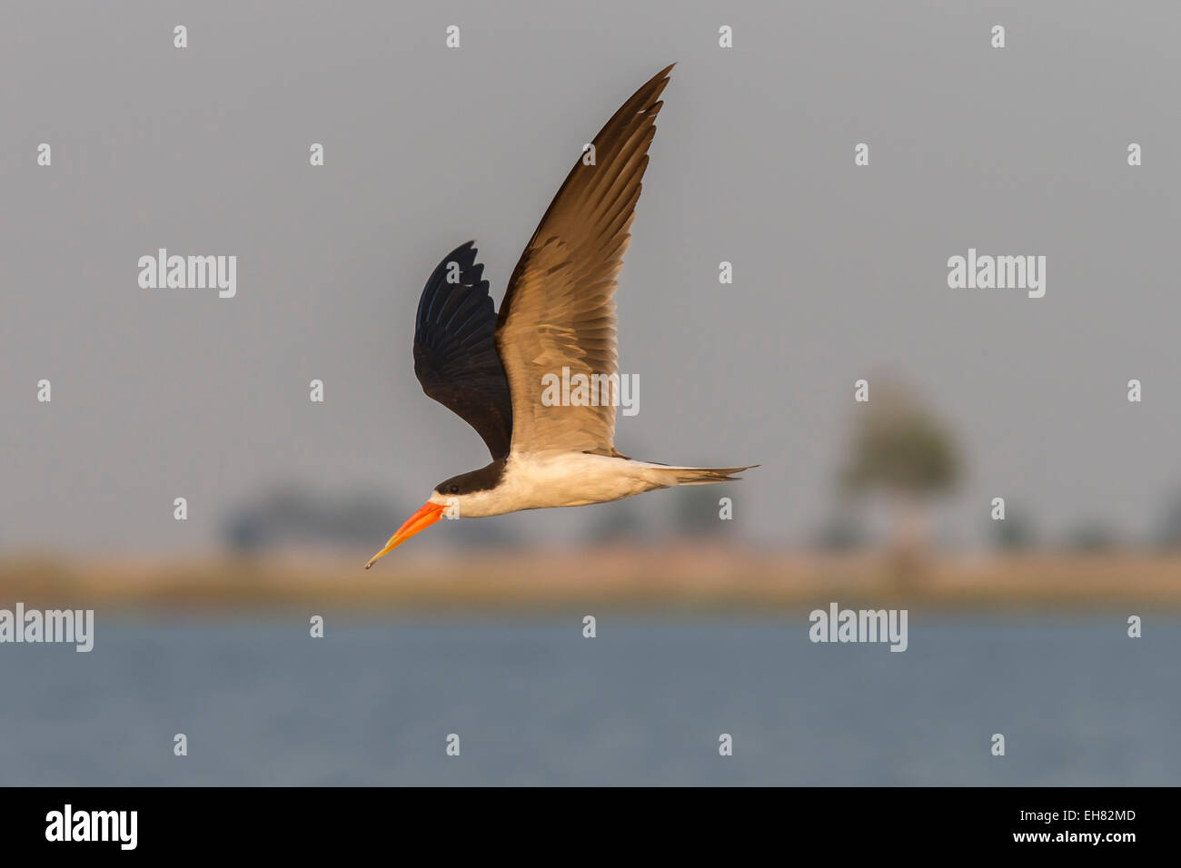 African skimmer (Rynchops flavirostris), in flight, Chobe National Park, Botswana, Africa Stock Photo