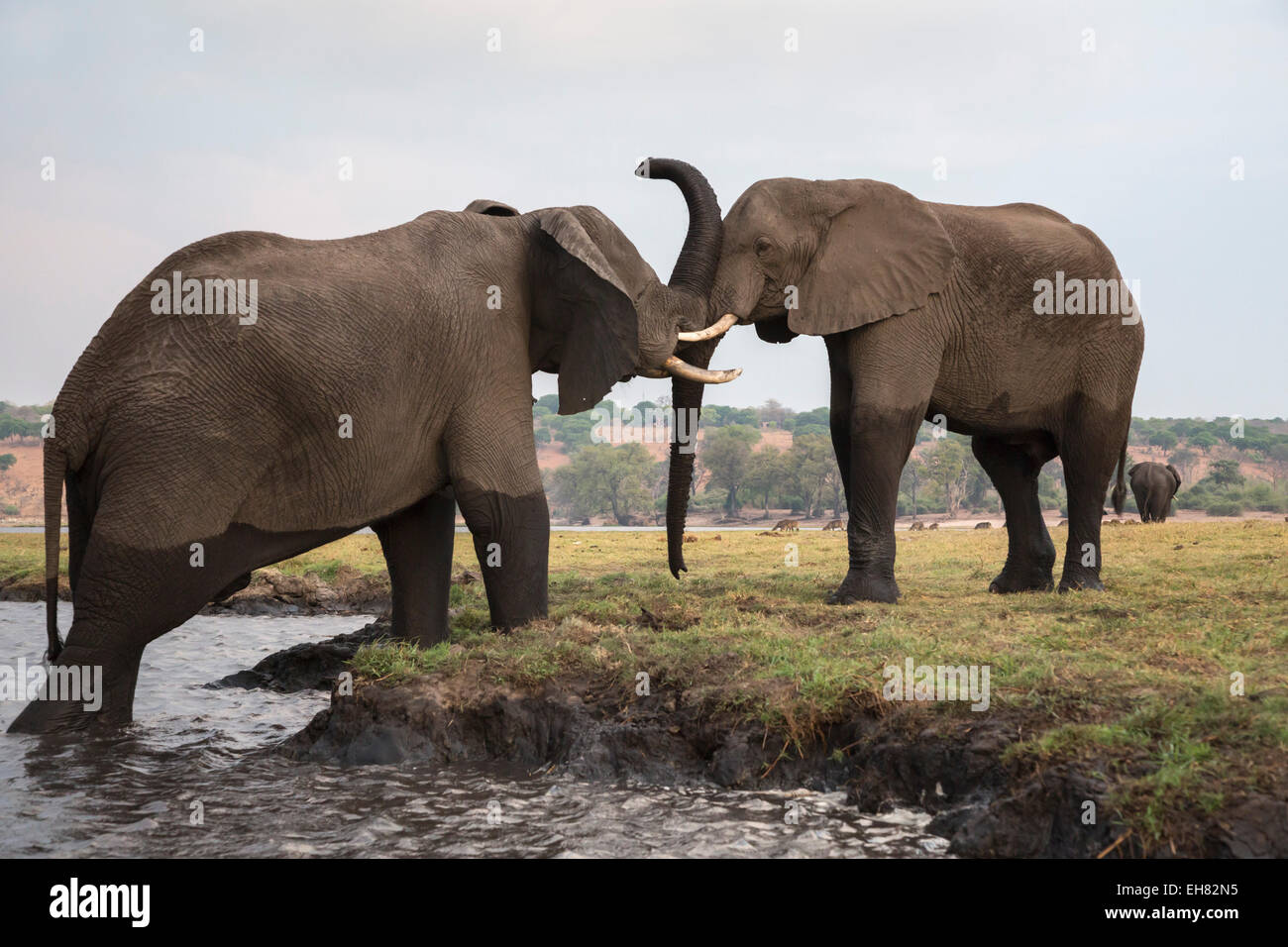 African elephants (Loxodonta africana), Chobe National Park, Botswana, Africa Stock Photo