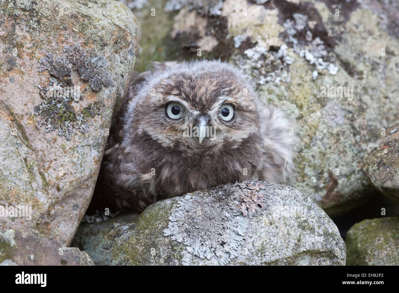 Noctua High Resolution Stock Photography And Images Alamy Noctua High Resolution Stock Photography And Images Alamy