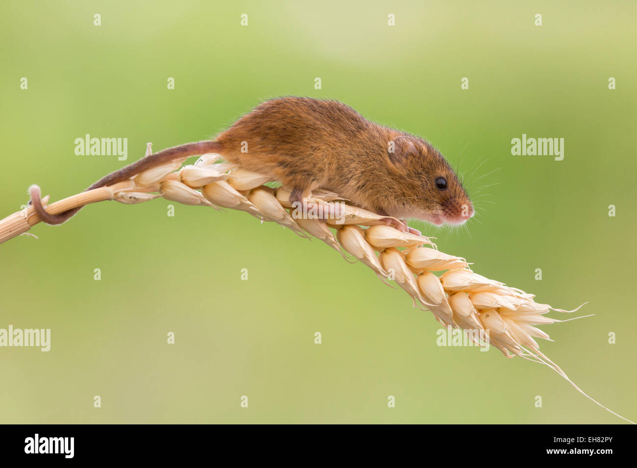 Harvest mouse (Micromys minutus), captive, United Kingdom, Europe Stock Photo