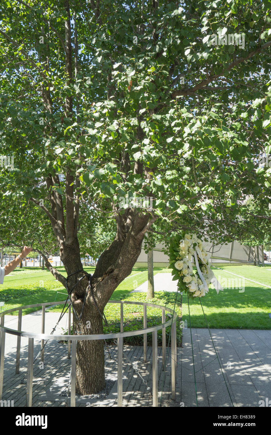 A callery pear tree now known as the Survivor Tree, 9/11 Memorial. World Trade Center, Manhattan, New York City, New York, USA Stock Photo