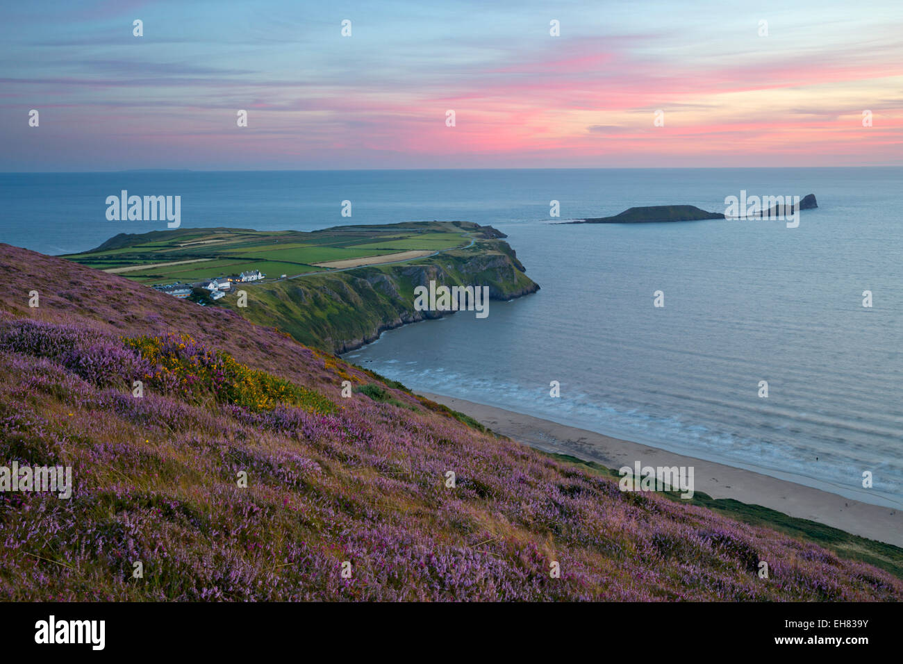 Worms Head and Rhossili Bay with Heather-clad cliffs, Gower Peninsula, Swansea, West Glamorgan, Wales, United Kingdom, Europe Stock Photo