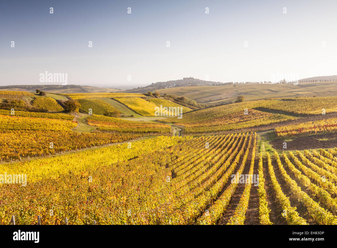 Autumn color in the vineyards of Sancerre, Cher, France, Europe Stock Photo