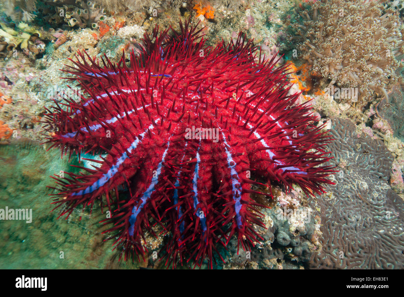 Crown of thorns starfish, Dimaniyat Islands, Gulf of Oman, Oman, Middle East Stock Photo