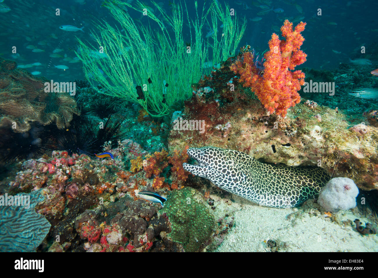 Spotted eel at the Aquarium, Dimaniyat Islands, Gulf of Oman, Oman, Middle East Stock Photo