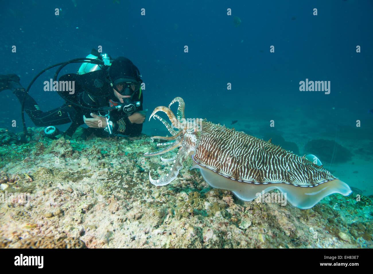 Large cuttle fish at the Aquarium, Dimaniyat Islands, Gulf of Oman, Oman, Middle East Stock Photo