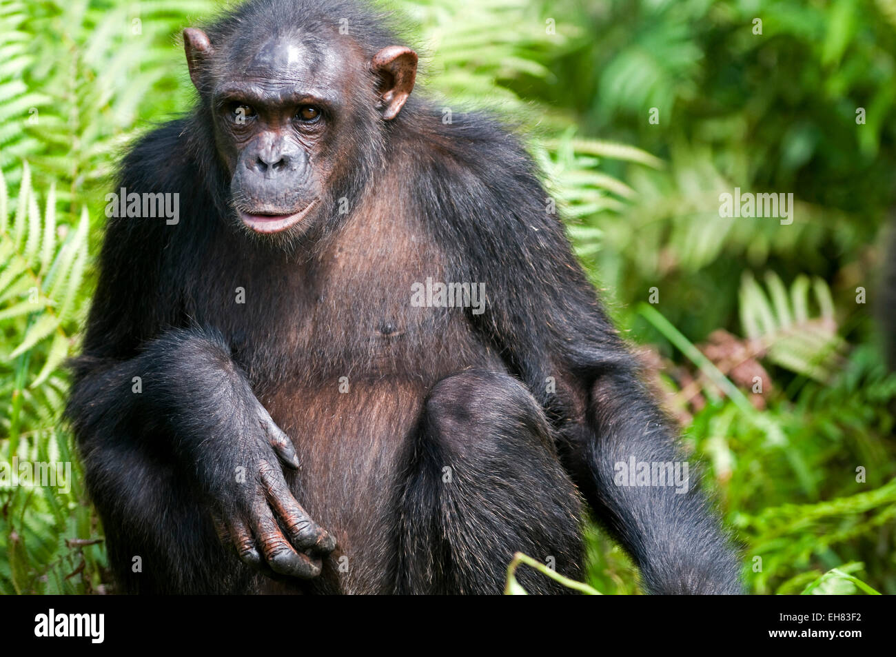 Rehabilitated orphaned chimpanzee released back into natural habitat, Parc de la Lekedi, Haut-Ogooue, Gabon, Africa Stock Photo
