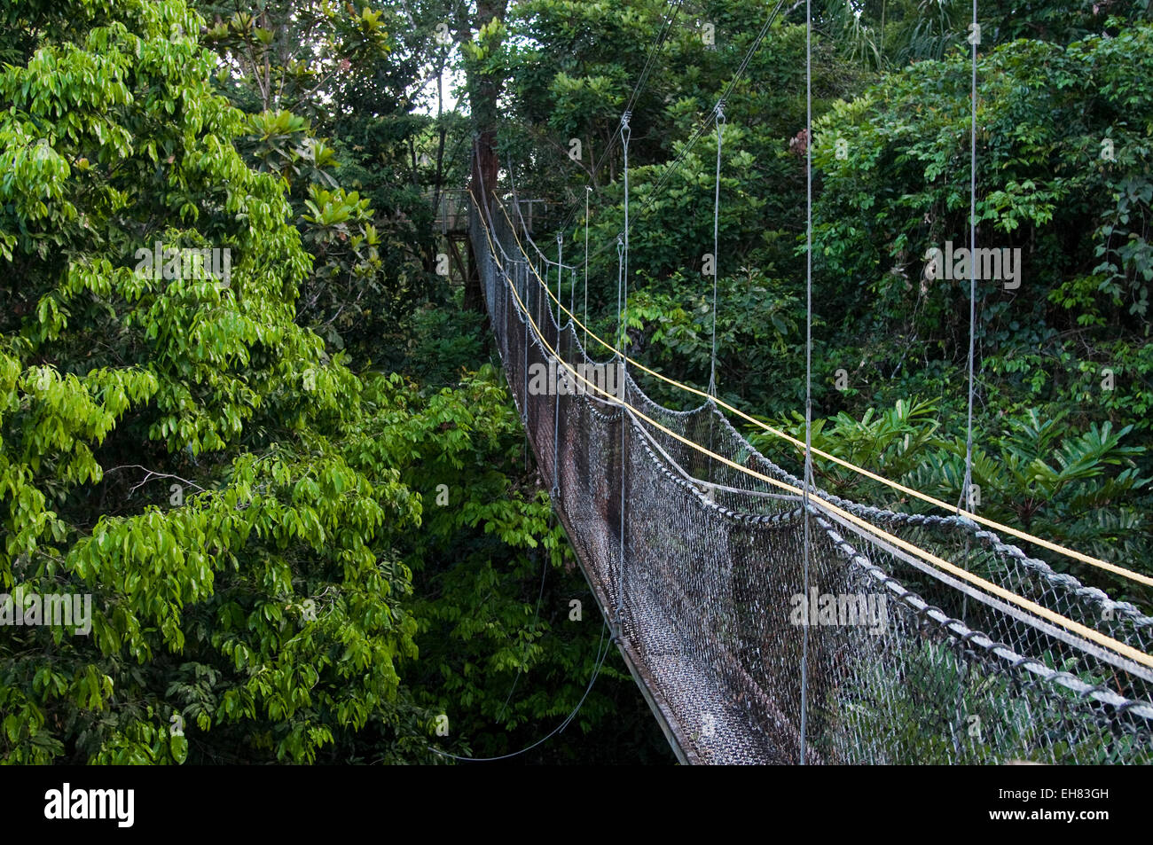 Canopy walkway at Atta Rainforest Lodge near Iwokrama, Guyana, South America Stock Photo