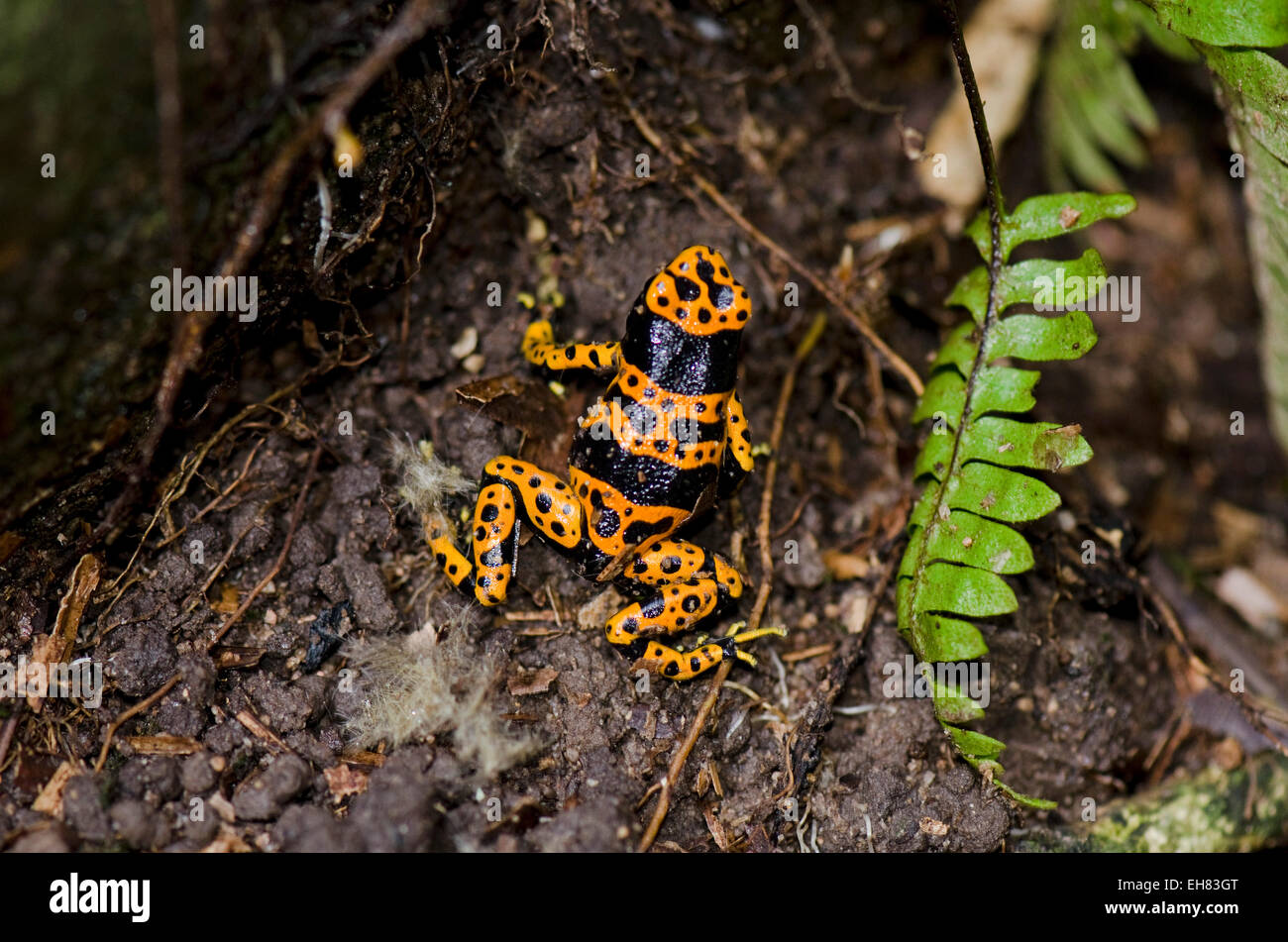 Yellow-banded poison dart frog (Dendrobates leucomelas), Guyana, South America Stock Photo