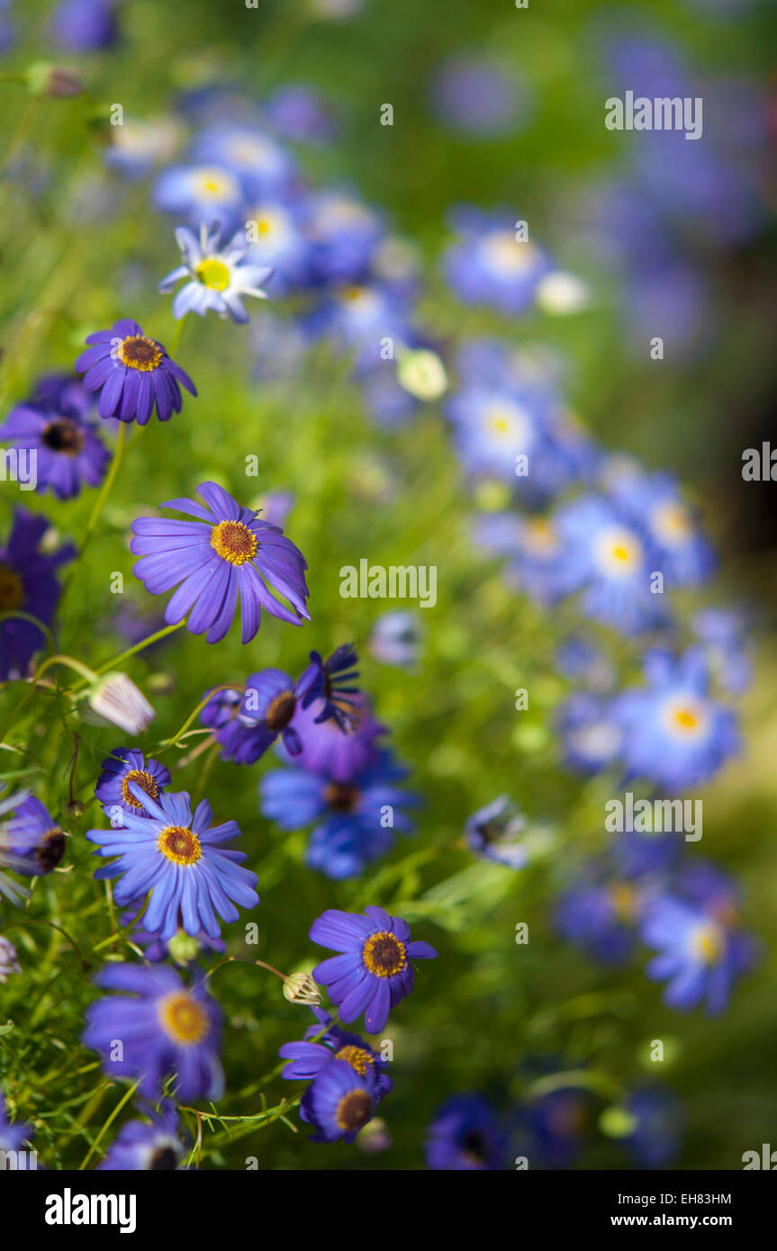 Blue Brachyscome iberidifolia (Swan River Daisy) in close up. A bushy, colourful annual flower. Stock Photo