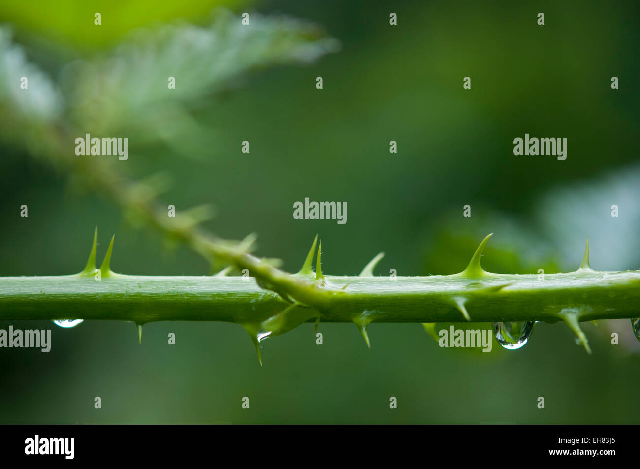 Spines on the stem of a Bramble. Natural close up with green background. Water drops on the stem. Stock Photo