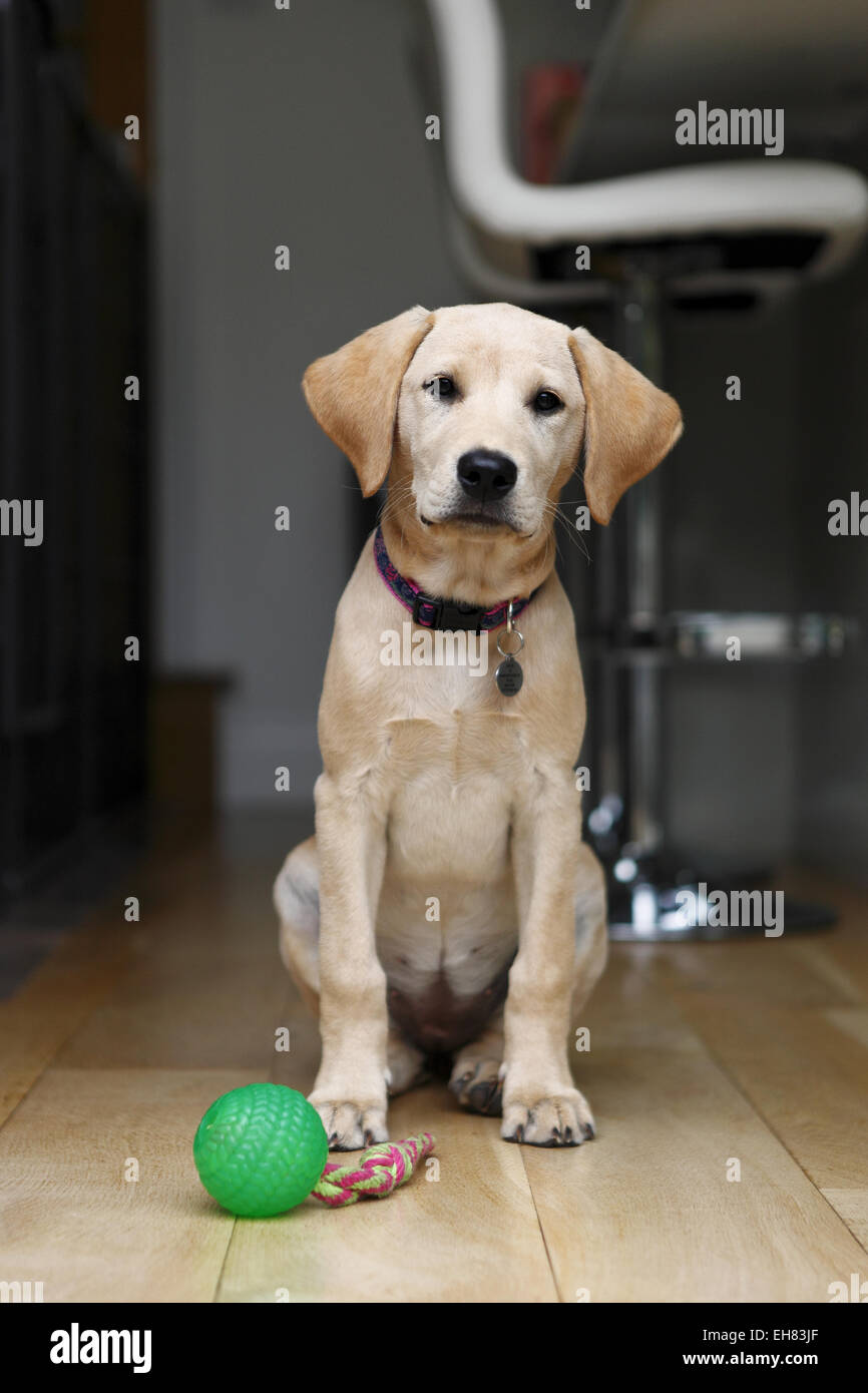 Yellow Labrador Retriever puppy aged 12 weeks old sat watching during training Stock Photo