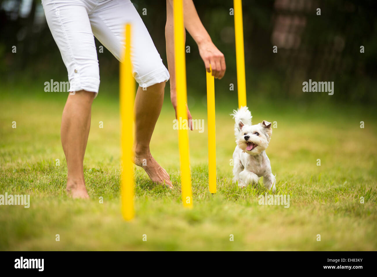 Cute little dog doing agility drill running slalom, being obediend and making his master proud