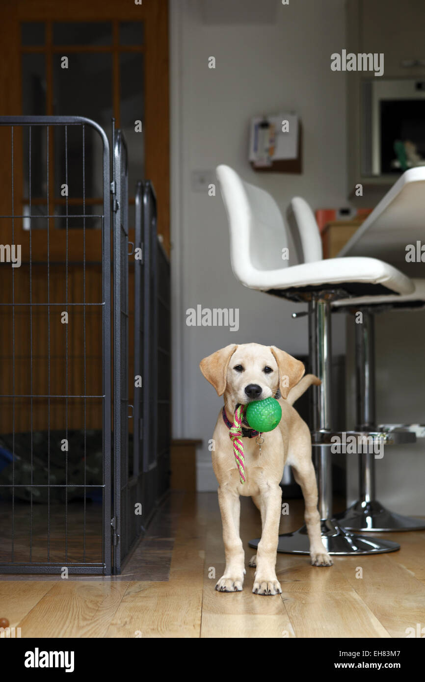 Yellow Labrador Retriever puppy aged 12 weeks old playing with ball on