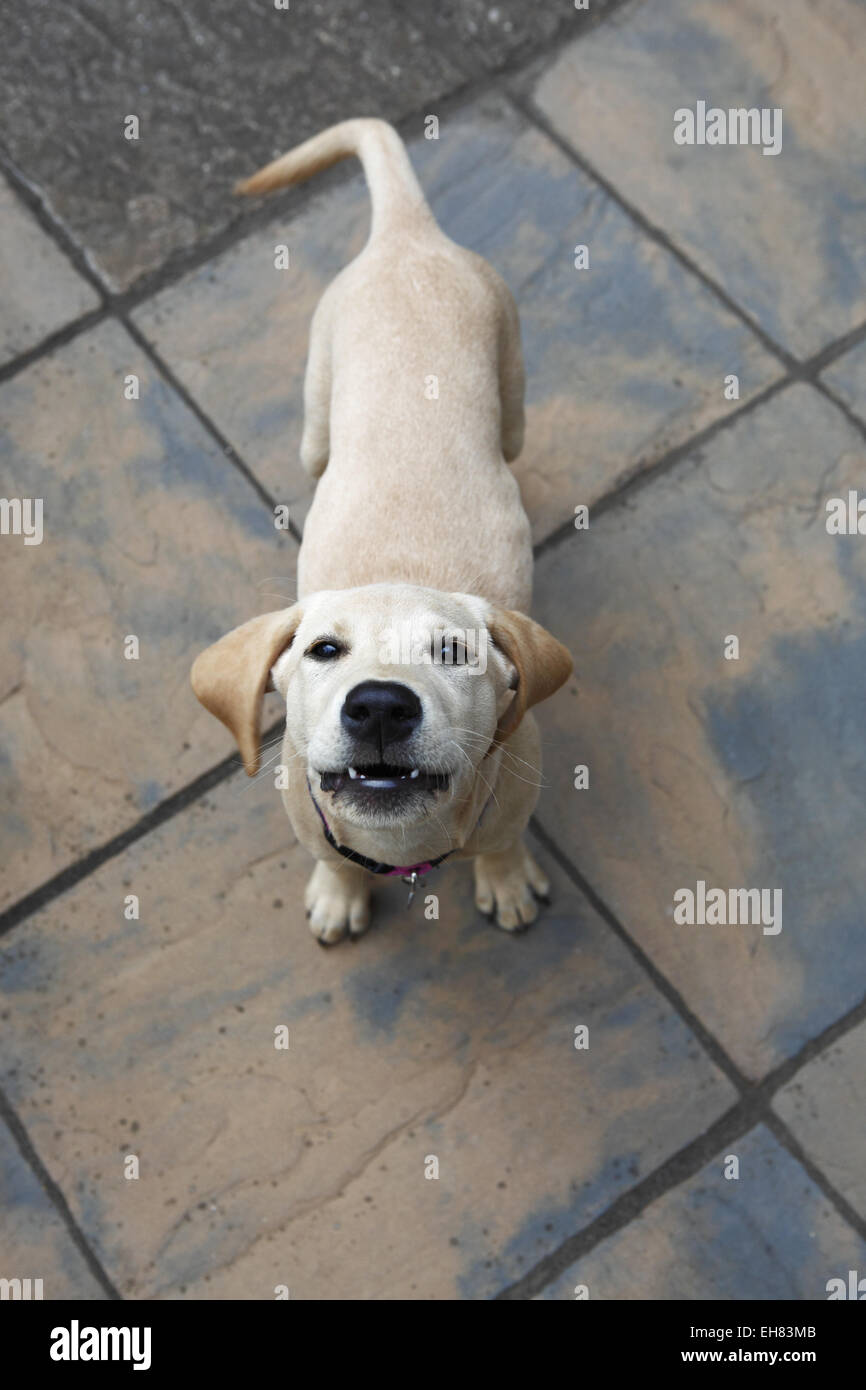 Yellow Labrador Retriever puppy aged 13 weeks old barking at owner