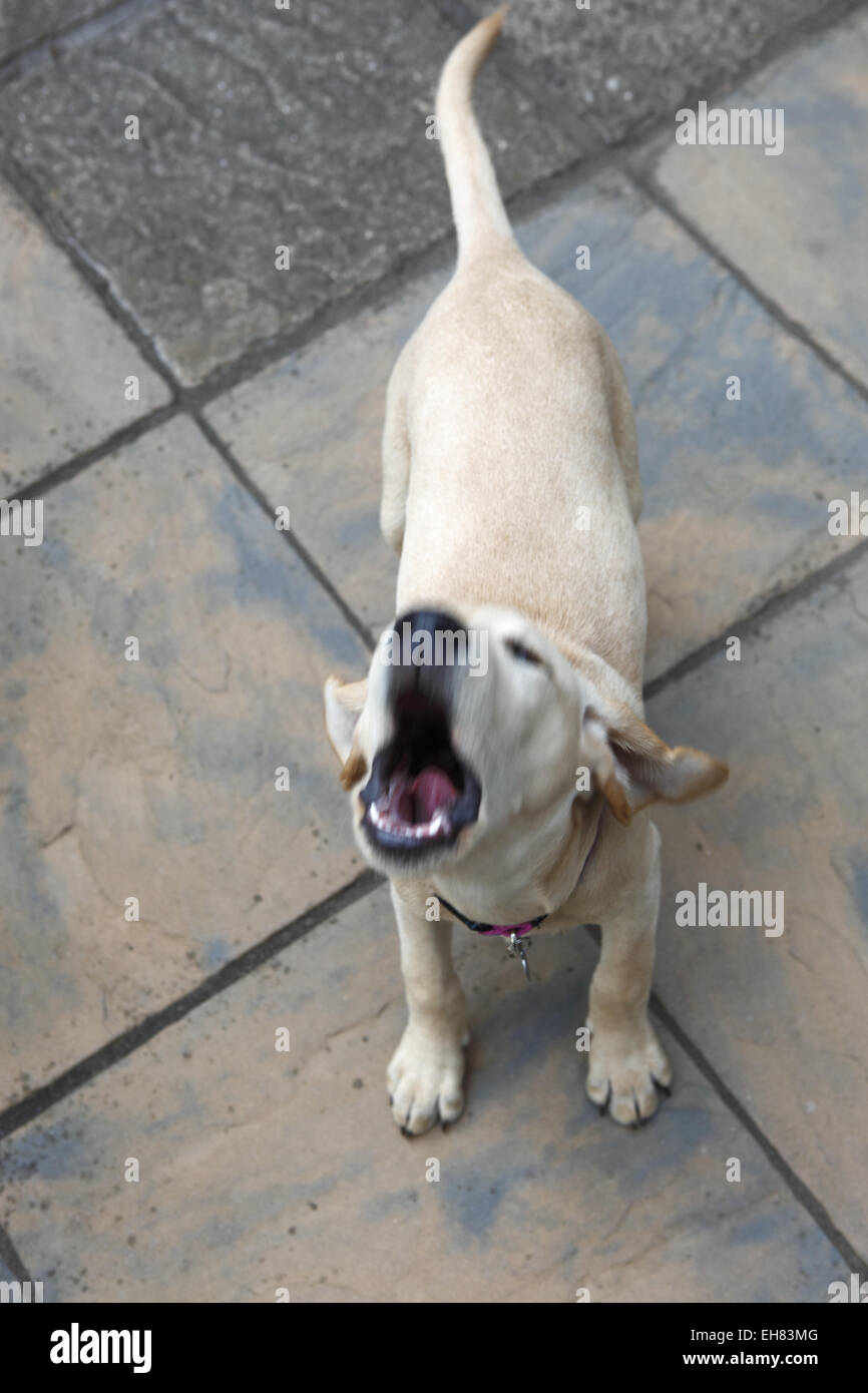 Yellow Labrador Retriever puppy aged 13 weeks old barking at owner