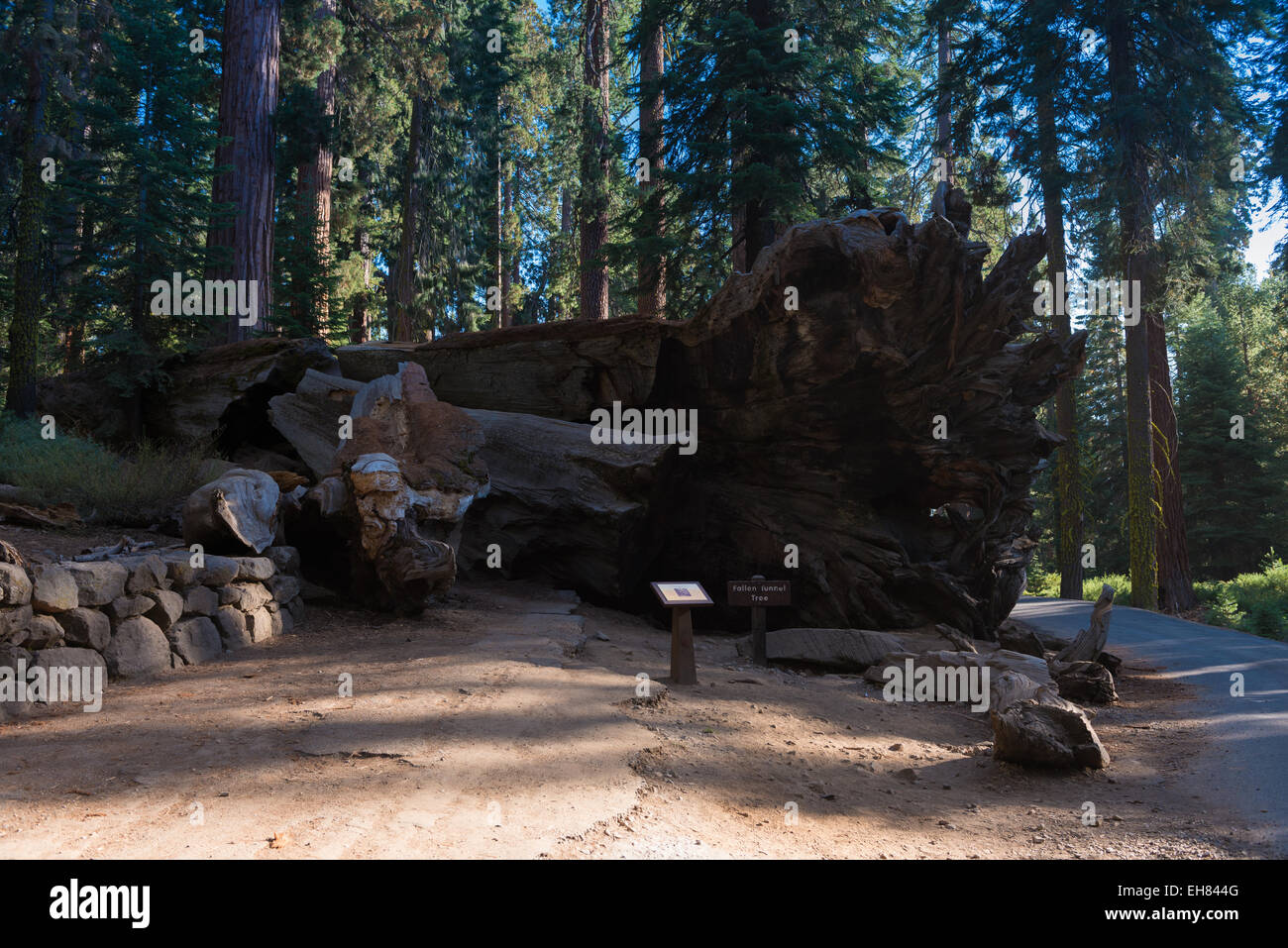 Fallen Tunnel Tree in Yosemite National Park's Mariposa Grove, California Stock Photo