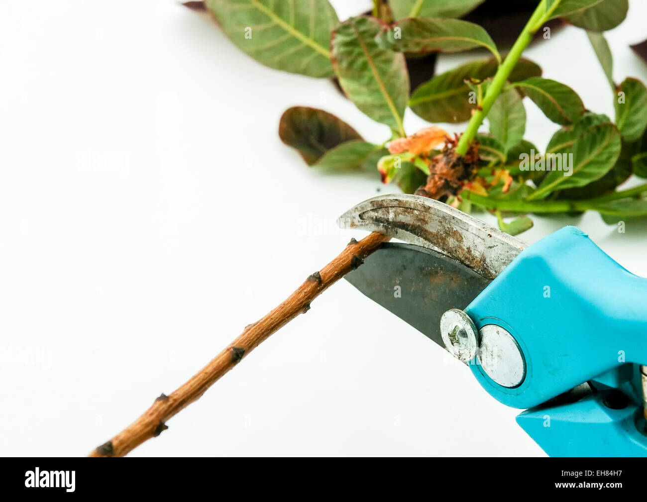 Pruning with cutting shears Stock Photo